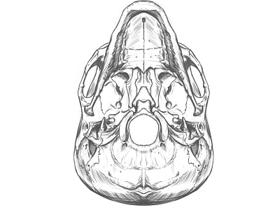Anatomy drawing of the skull, symmetrical.