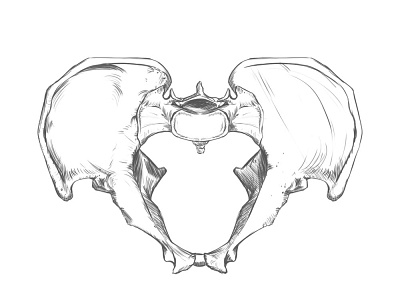 Pelvis bone superior view. Drawing. anatomy anatomy drawing drawing rodriguez ars sketch