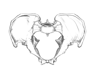 Pelvis bone superior view. Drawing.