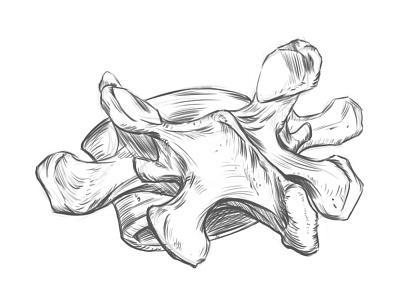 Lumbar vertebra L5. sketch.