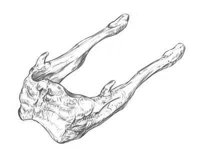 Anatomy Drawing study of the Hyoid bone.
