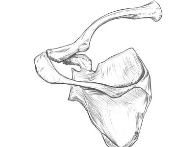 Drawing Study of the scapula and clavicle. anatomy anatomy drawing blade bone drawing rodriguez ars shoulder bone sketch speal bone wing bone