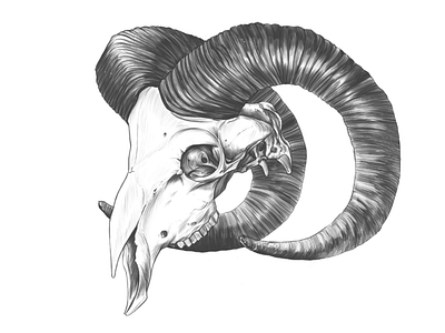 The Bighorn sheep, Ovis canadensis DRAWING.