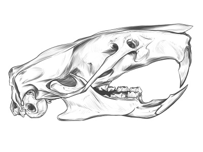 Rattus norvegicus, SKULL DRAWING.