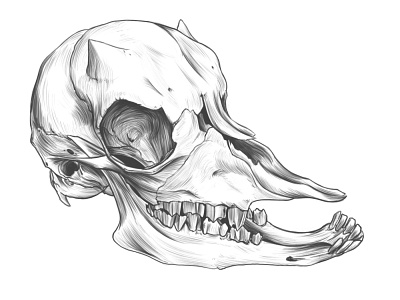 Baby goat DRAWING practice. anatomy anatomy drawing animal skull drawing goat skull illustration rodriguez ars sketch skulls