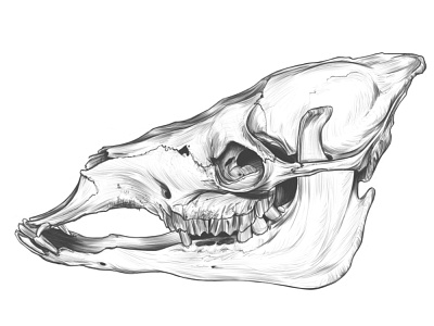 Camelus SKULL Drawing. anatomy anatomy drawing camel drawing camel sketch camel skull drawing illustration rodriguez ars sketch