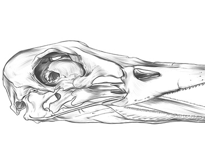 Duck skull drawing.