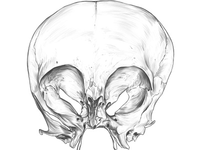 Repetition learning, Drawing Exercise. anatomy anatomy drawing drawing illustration rodriguez ars