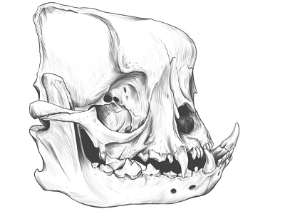 English bull dog skull DRAWING.