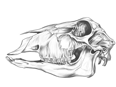 Drawing Exercise, Sheep skull.