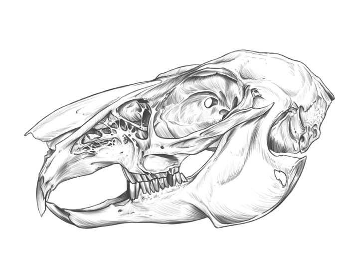 Rabbit Skull designs, themes, templates and downloadable graphic