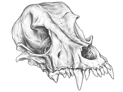 Amazing dog skull drawing.
