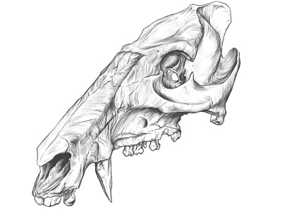 Báquiro - Speed drawing anatomy anatomy drawing animal animal skull creature design drawing illustration rodriguez ars sketch