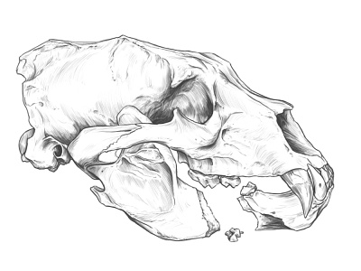 Another Drawing practice. Black bear Skull. anatomy anatomy drawing animal skull drawing illustration rodriguez ars sketch