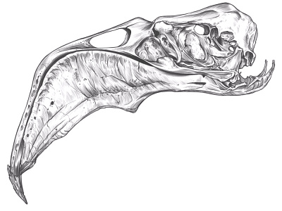 GO! Draw something, Repeat. anatomy bones creature drawing drawing skills drawing skulls rodriguez ars sketch skulls