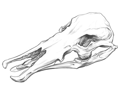 Skull drawing, Platypus. anatomy anatomy drawing animal skull drawing illustration rodriguez ars sketch