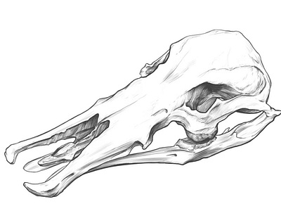 Skull drawing, Platypus.