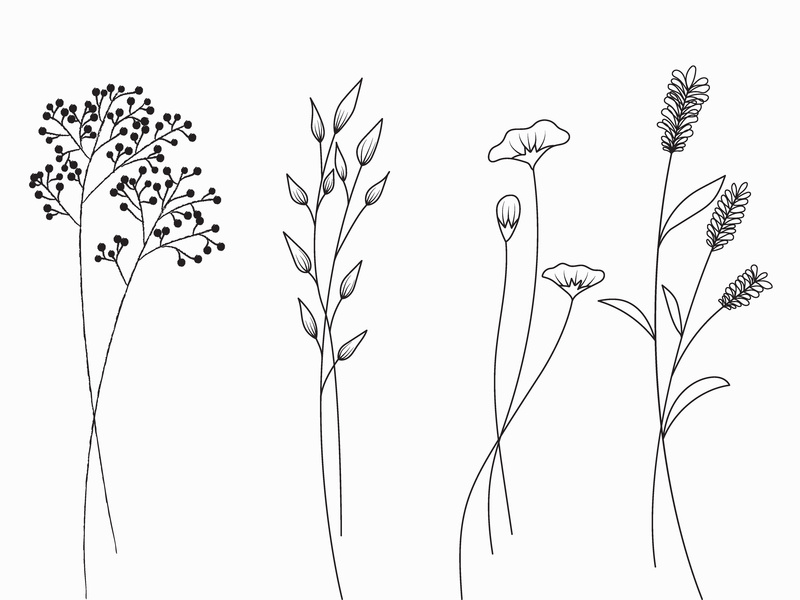 Download Wild flowers. by Pattarawadee khuansuwan on Dribbble