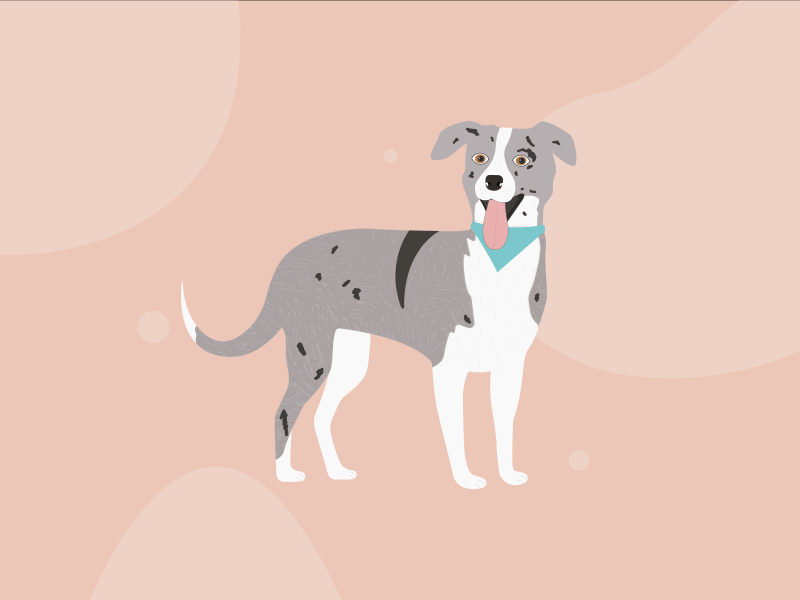 Dog Animation animation border collie collie dog dog animation dog gif doggo gif merle pink pup puppy