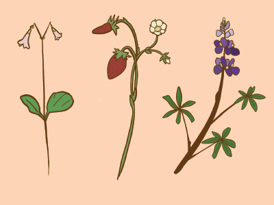 Swedish Flowers flowers illustration swedish