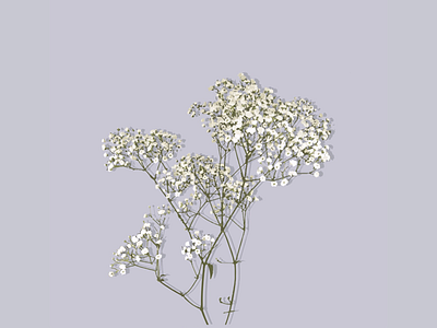 baby’s breath