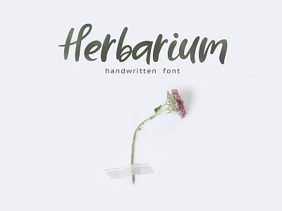 Herbarium font branding brush font cursive font elegant floral font handwritten font logo font modern calligraphy font multilingual script font wedding font