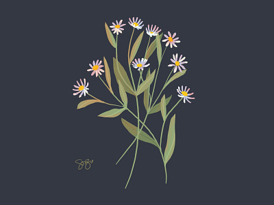 Alpine Asters botanical digital illustration floral art illustration procreate