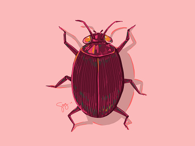 Beetle beetle digital illustration insect procreate