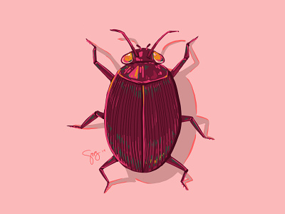 Beetle