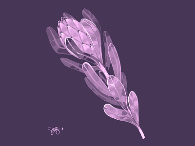 Purple Protea botanical digital illustration floral art illustration painting procreate protea