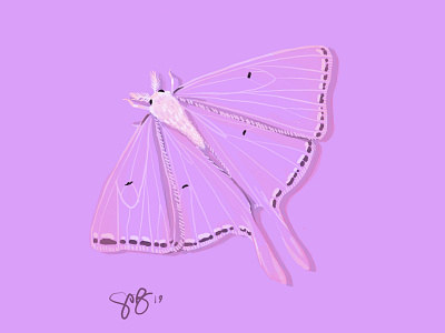 Moth animal drawing digital illustration insect lämp moth procreate