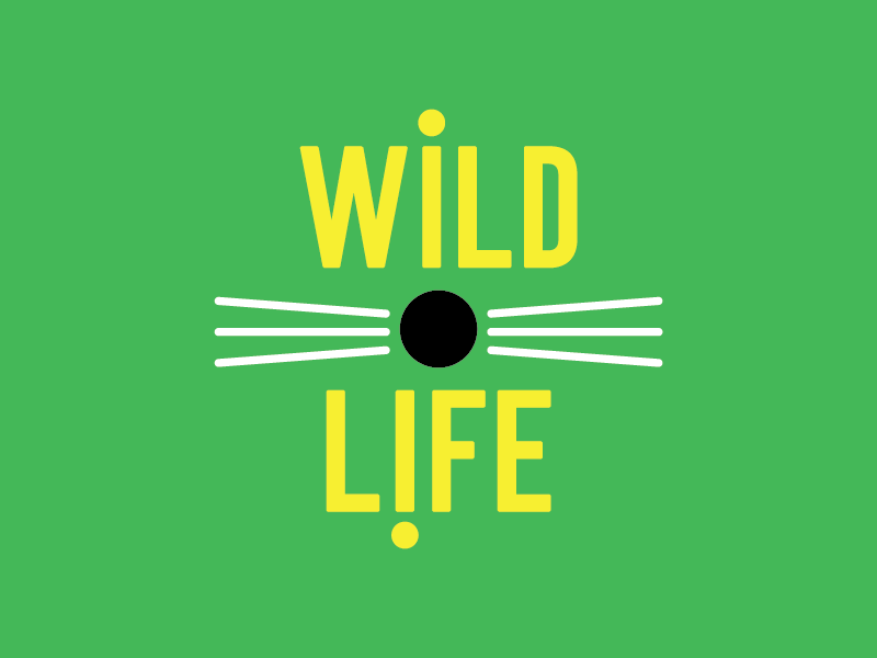 Wildlife thirty logos racoon whiskers typography type yellow green animals wildlife logos design logo