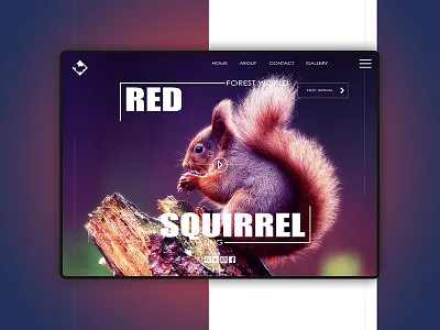 RED SQUIRREL animal app design flat graphic design interace nature ui ux web website