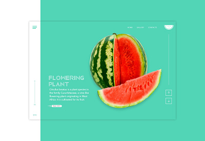 Watermelon Flowering app colors fruits languages ui ux wallpaper water website