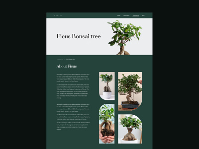 Website - Bonsai species bonsai bonsai website designer ui ui design uidesign uxdesign web design webiste website design