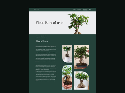 Website - Bonsai species
