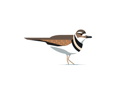 Killdeer animalvectors birds boards colors feathers flyaway fromthefieldnotes killdeer lines ontherun shapes sketchtovector