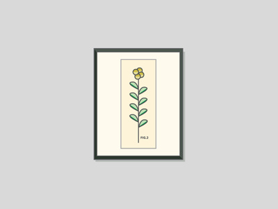 Plant Study boards colors fromthefieldnotes lines onthewall overlays plant science shapes sketchtovector study wallart