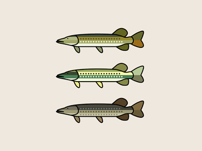 Pike - Reel & Cast boards colors fish fromthefieldnotes intheriver lines northernpike outdoors reelandcast shapes sketchtovector