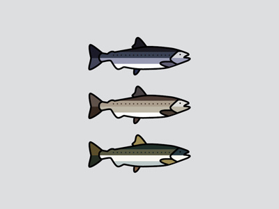 Salmon - Reel & Cast fish fromthefieldnotes inthewater king outdoor reelandcast salmon silver steelhead