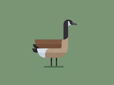Canadian Goose animalvectors boards canadiangoose colors fromthefieldnotes overlays shapes sketchtovector wildlife