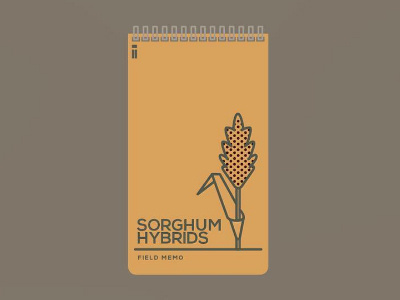 Sorghum Hybrids Field Memo ag crops farming fieldmemo fromthefieldnotes harvest memobook midwest production sorghumhybrids