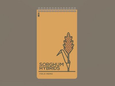 Sorghum Hybrids Field Memo