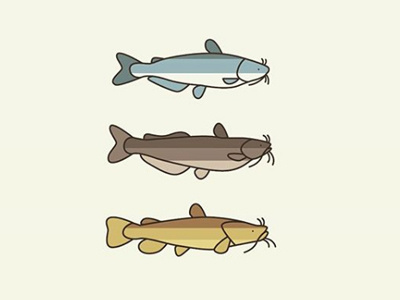 Catfish blue catchandrelease catfish channel colors flathead fromthefieldnotes inthewater lines shapes sketchtovector