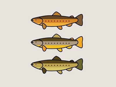 Brown Trout animalvectors browntrout castaline colors fish fromthefieldnotes intheriver lines shapes sketchtovector