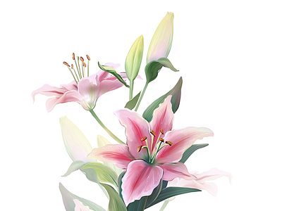 Lilium art digital drawing flower illustration lilium nature
