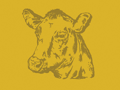Cow // 01 alicemaule colorado cow denver design illustration illustration art western