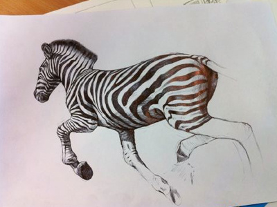 Zebra biro black white drawing freehand illustration neigh pen sketch zebra
