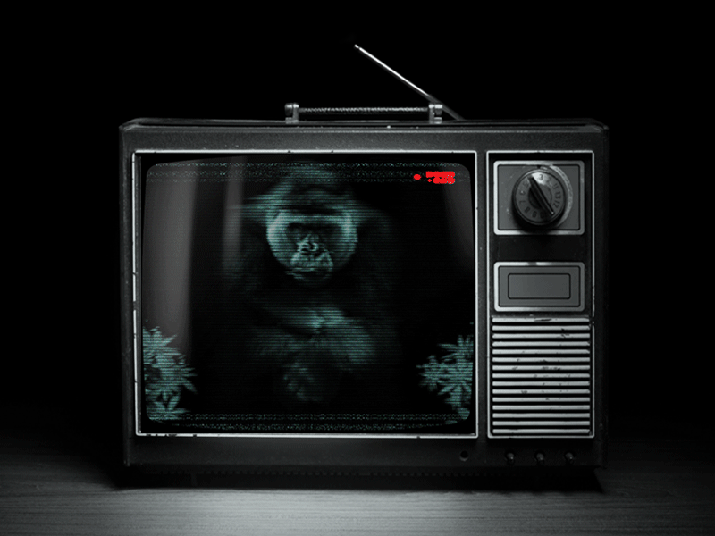Gorilla animation camera cover gif glitch gorilla music record tv
