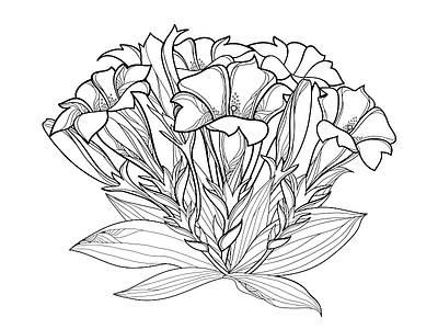 Bouquet with outline Gentiana flower. Alpine flora. alpine botany bouquet contour drawing flora flower foliage gentiana herb illustration outline